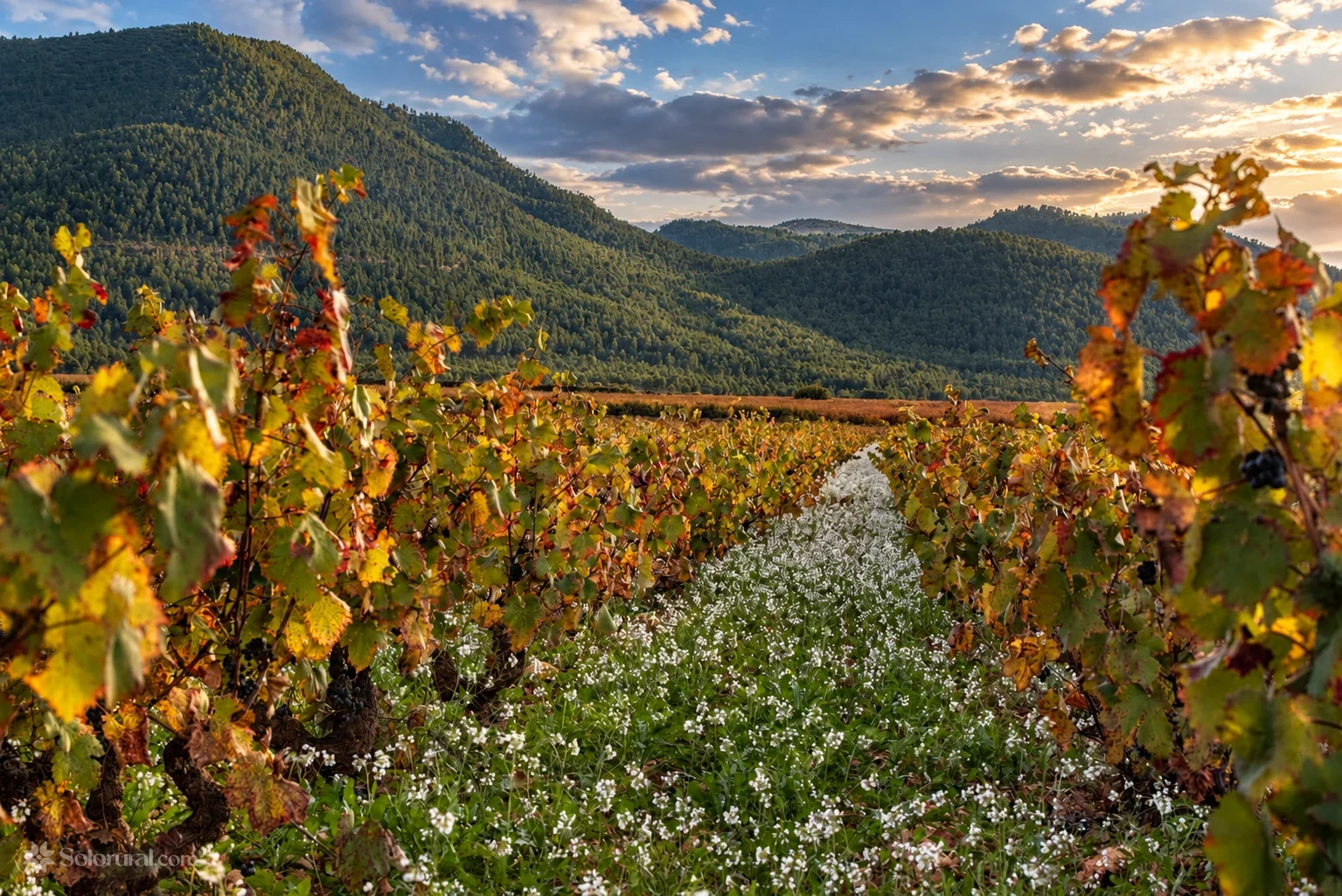 Viñedos de Bullas